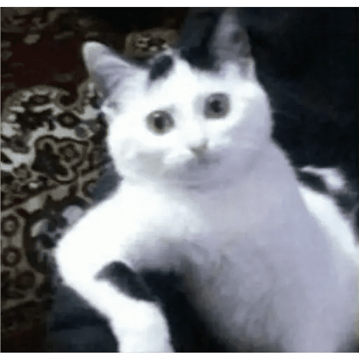 GATOS RANDOM - PARTE 17 10