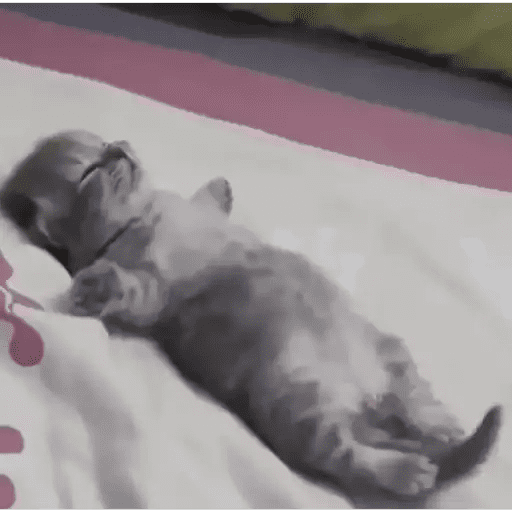 GATOS RANDOM - PARTE 17 13