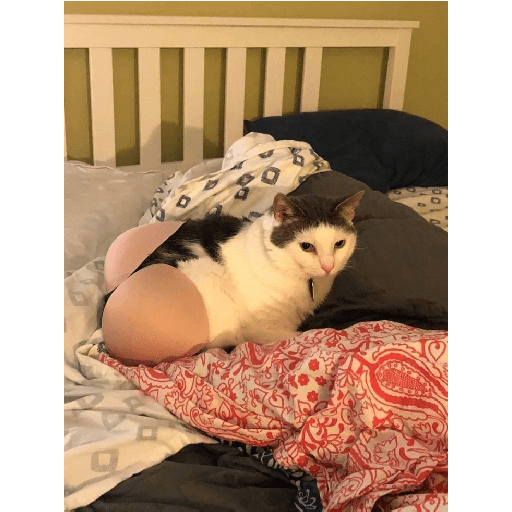 Random cat 1 21