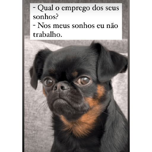 Animais  6