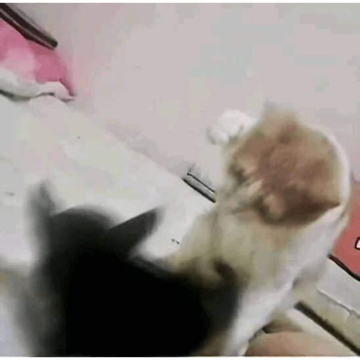 Memes pets 11