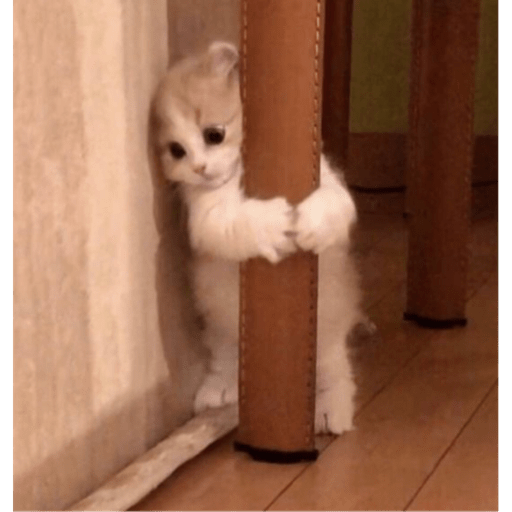 Memes pets 8