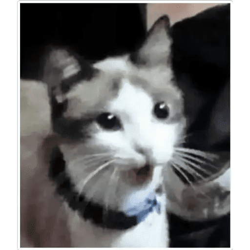 GATOS RANDOM - PARTE 17 14