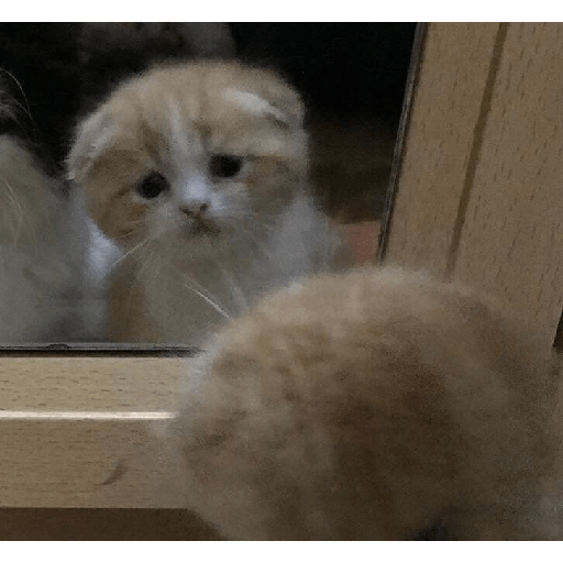 Random cat 1 7