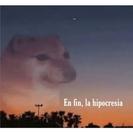 Perritos 21