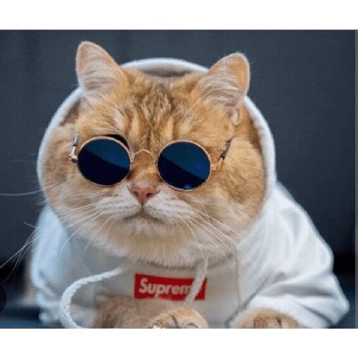 Animais  12