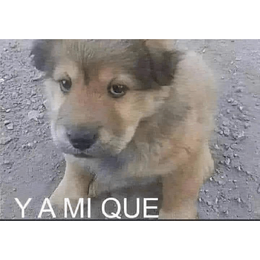 Perritos raros 20