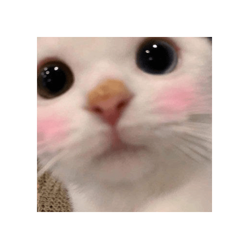 Random cat 1 2