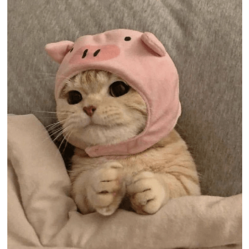 Random cat 1 17