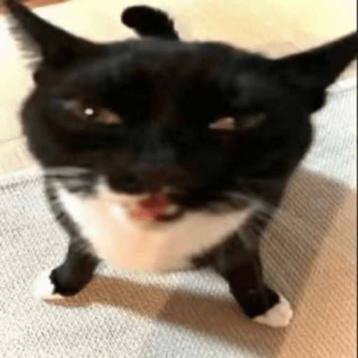 MEOW | gatos 2