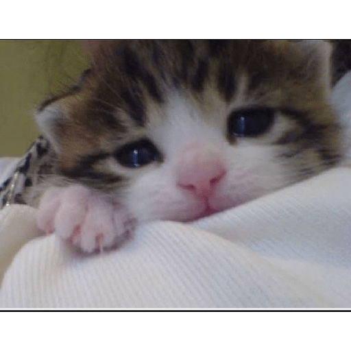 Random cat 1 4
