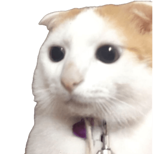 Miauu 24