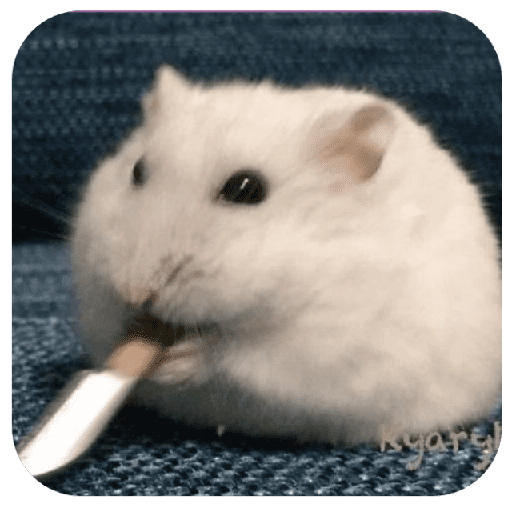 Hammy 1
