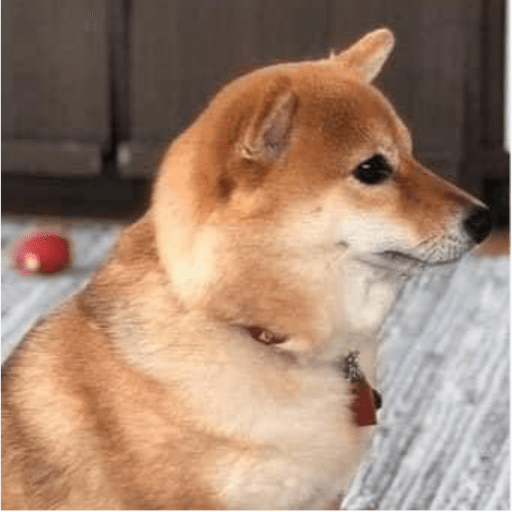 Gatitos y algunos perros 26