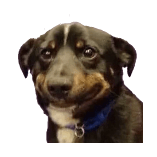 Perritos 28