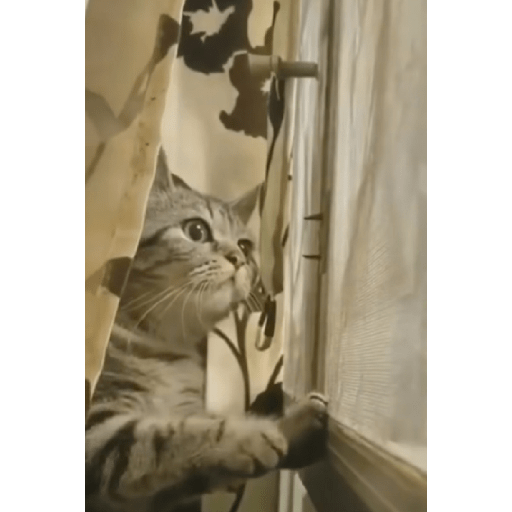 Animais  5