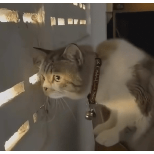 Animais  4