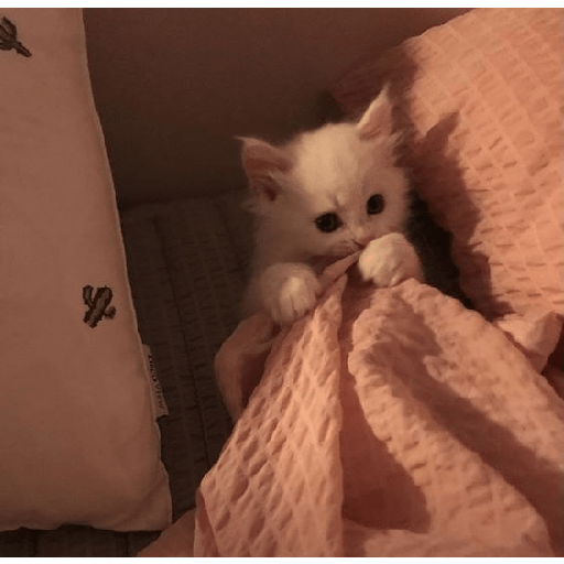 Random cat 1 25