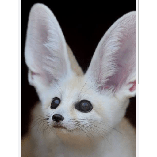 Animais  8