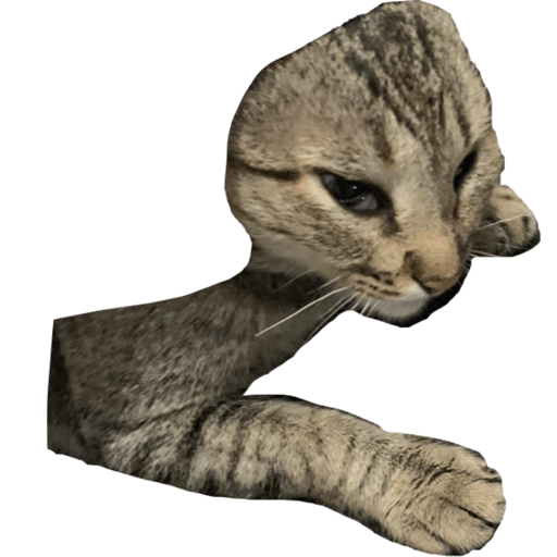Animals 2