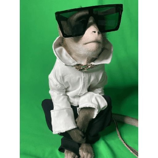 Monkey c 18