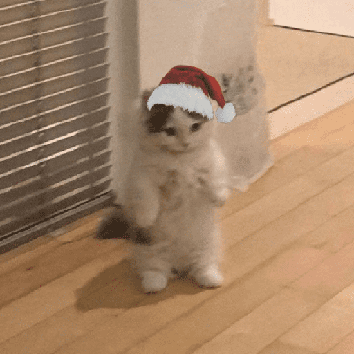 Natal & gatinhos ♥️ 16