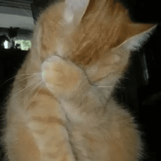😾🐈 Gatitos 😹🐈 24