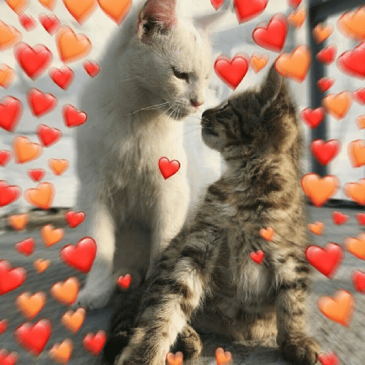 Gatos de amor  13