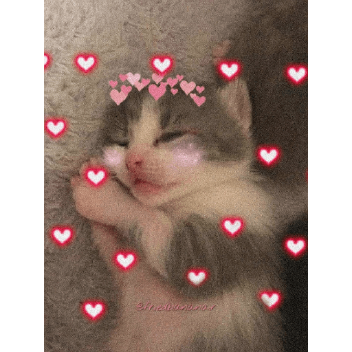 Gatos de amor  20