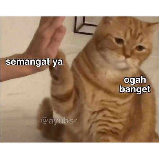 Kucing 14