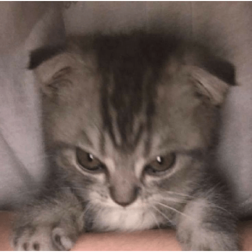 Gatinhos fofos  16