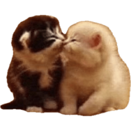 Gatos de amor  18