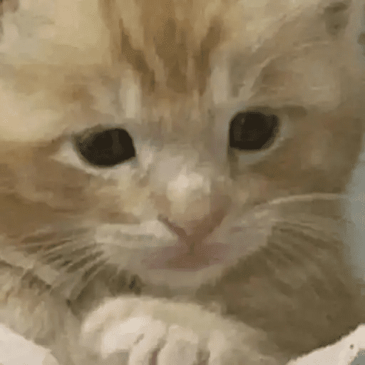 😾🐈 Gatitos 😹🐈 23