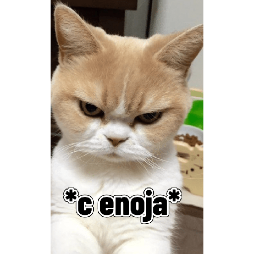 Gatitos tiernos 24