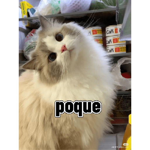 Gatitos tiernos 18