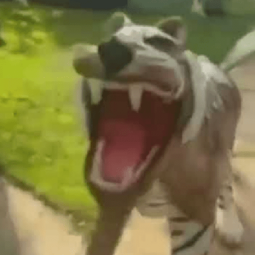 Tigre 7