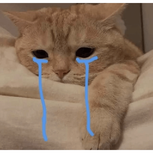Gatitos sad 1