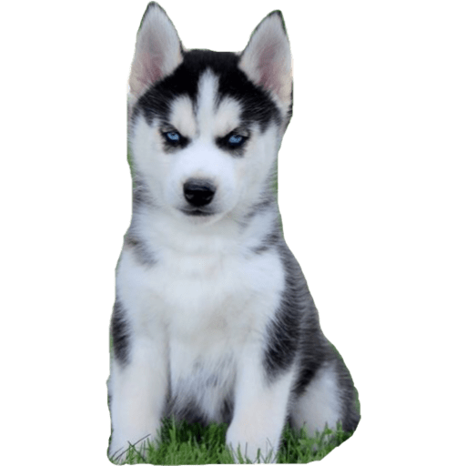 Perritos 3