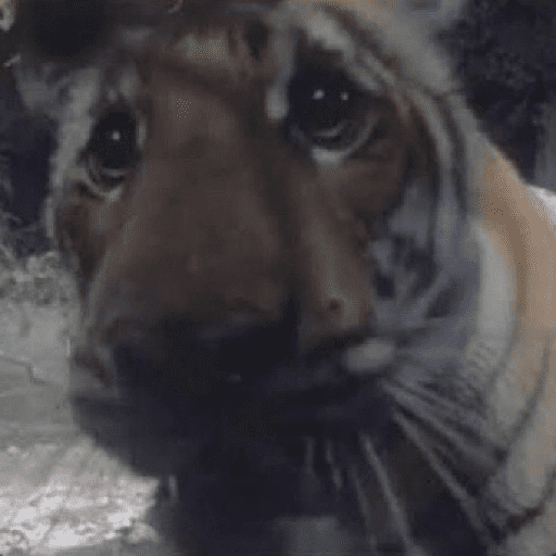 Tigre 11