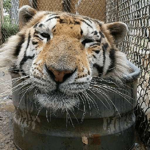 Tigre 9