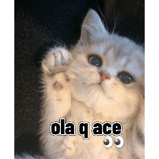 Gatitos tiernos 11