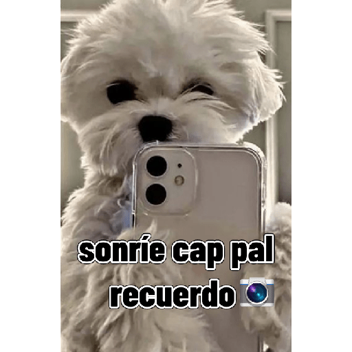 Gatitos tiernos 15