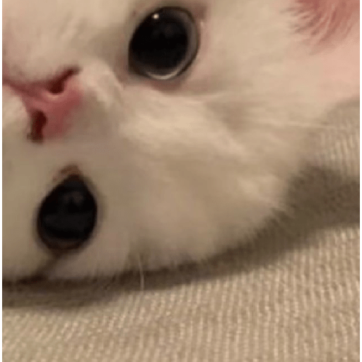 Gatinhos fofos  3