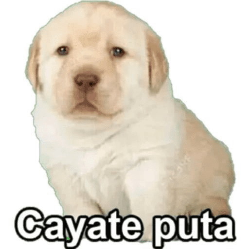 Cachorros  😂 24