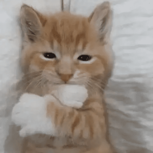 😾🐈 Gatitos 😹🐈 11