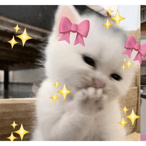 Gatos de amor  29