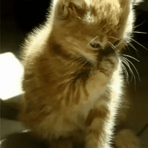 😾🐈 Gatitos 😹🐈 25