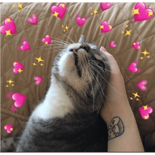 Gatos de amor  14