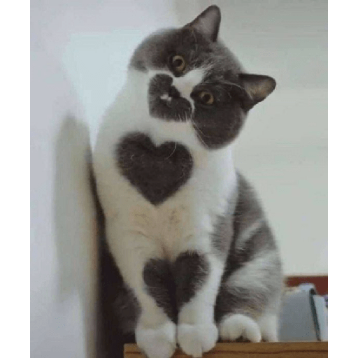 Gatitos tiernos 23