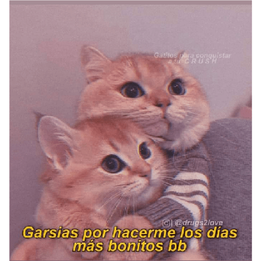 Michis 3
